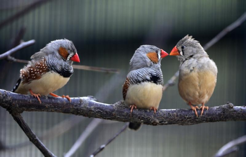 Vogel Startpagina Nl Voor Allerlei Soorten Vogels