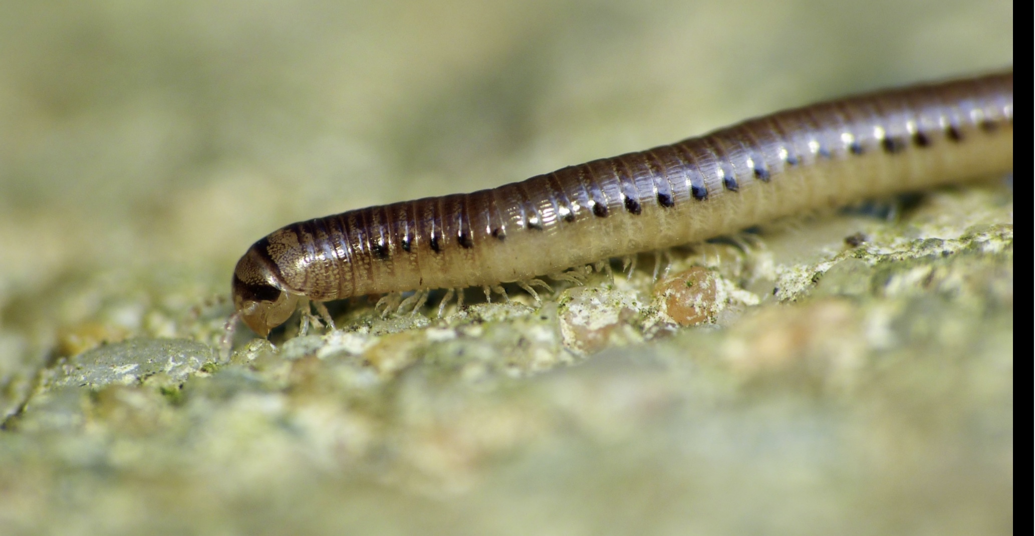 Welk dier is dit? GoeieVraag Welk dier is dit? GoeieVraag