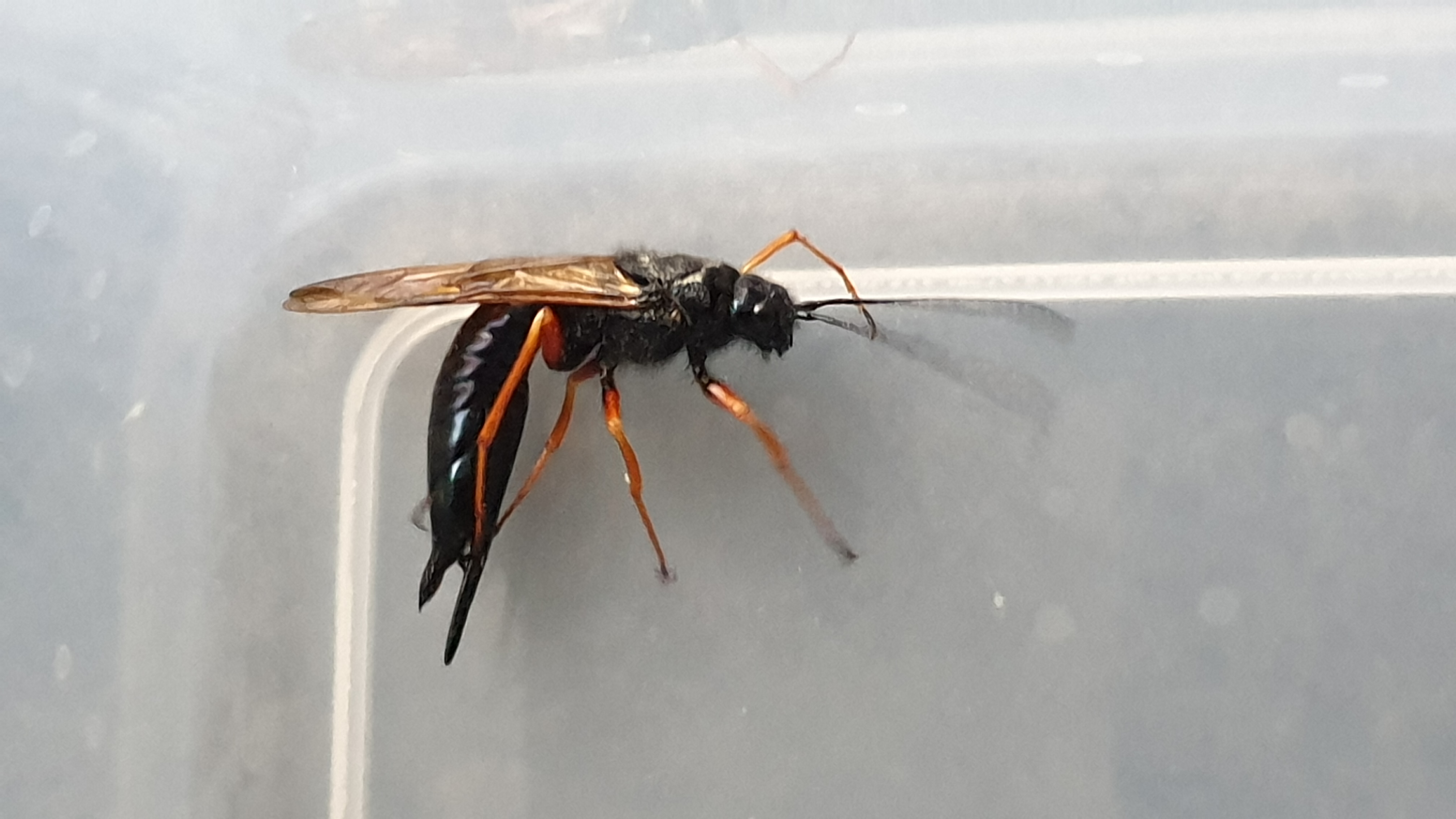 Welk insect is dit? GoeieVraag