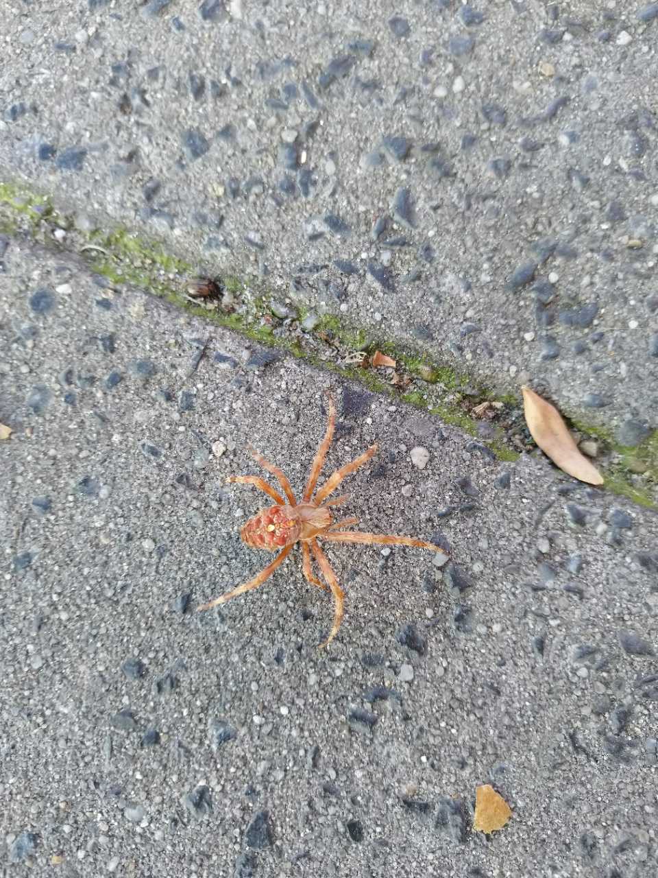 Wie weet wat voor spin dit is? GoeieVraag Wie weet wat voor spin dit is? GoeieVraag