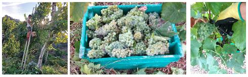 Druivenpluk-wijn-portugal