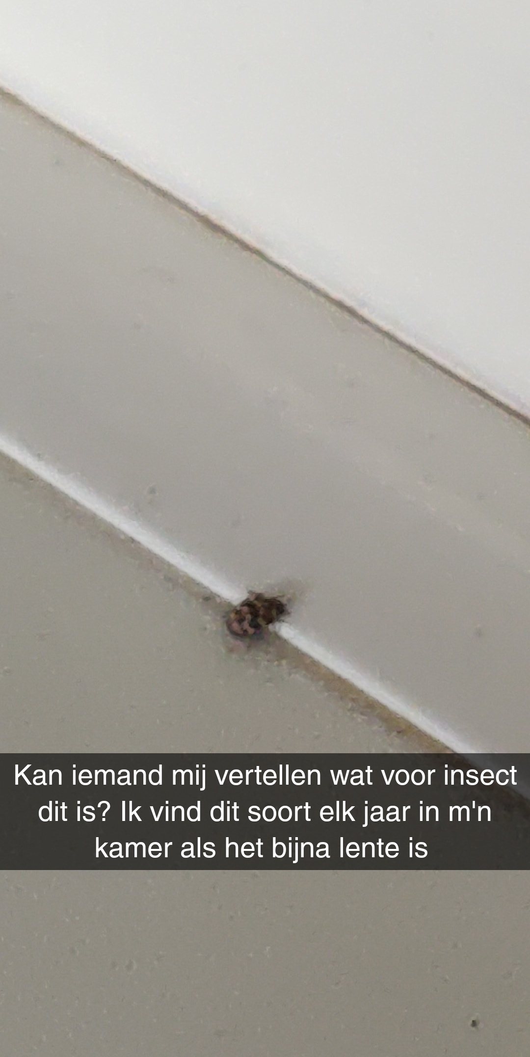 Wie o wie kan mij vertellen wat voor insect dit is? GoeieVraag