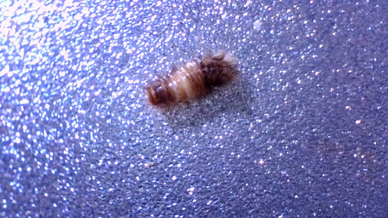 Wat voor insect is dit? - GoeieVraag