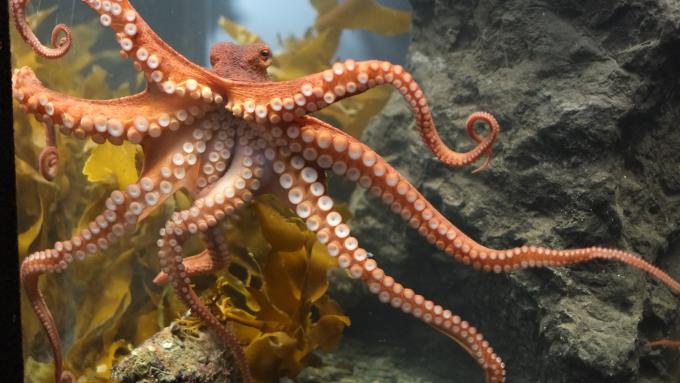 Hoeveel spieren heeft een octopus? - GoeieVraag