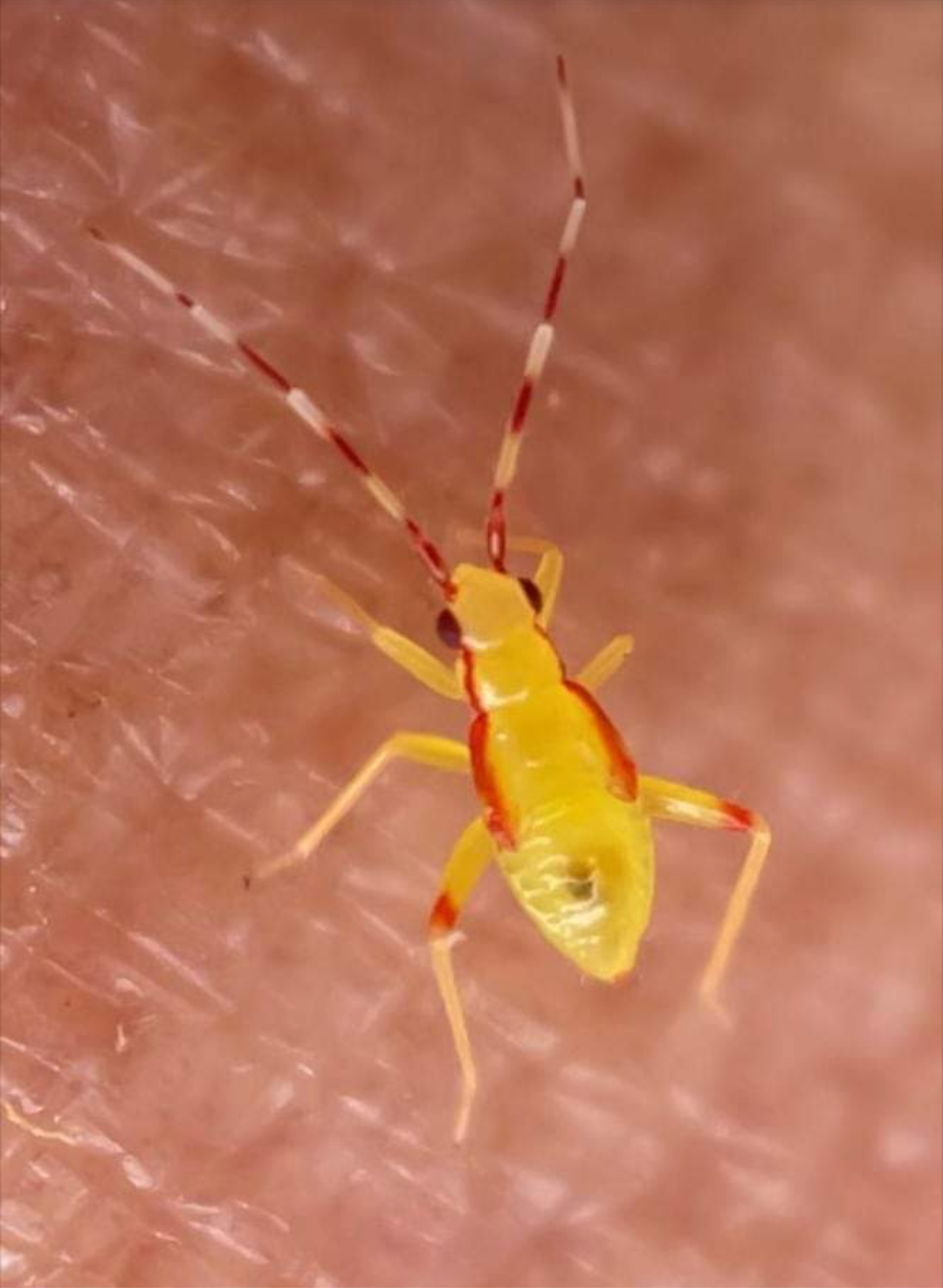 Wat voor insect is dit? - GoeieVraag