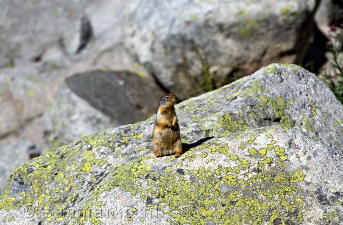 Kan je een marmot als huisdier hebben GoeieVraag