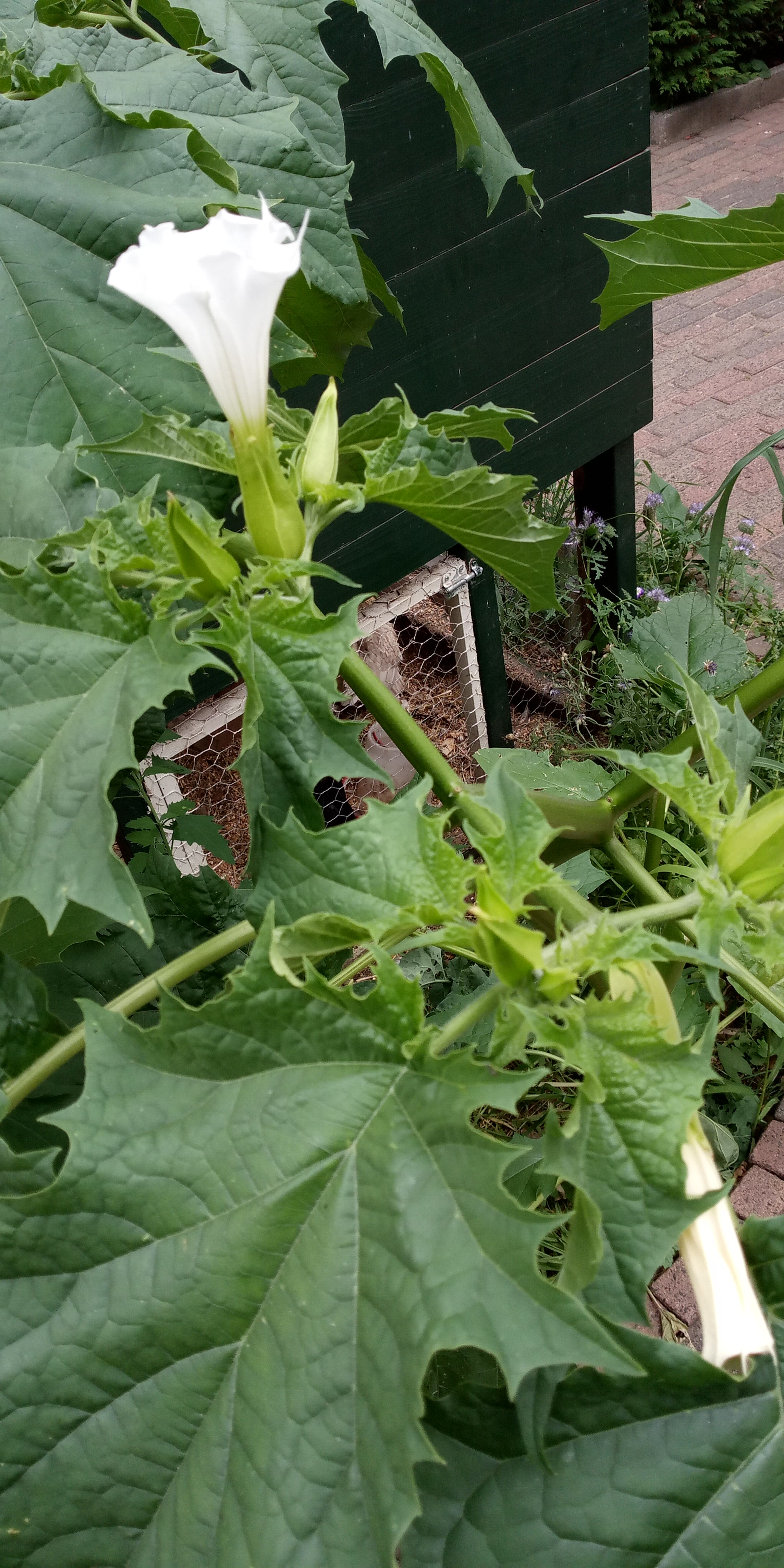 Welke naam heeft deze plant/ bloem? GoeieVraag