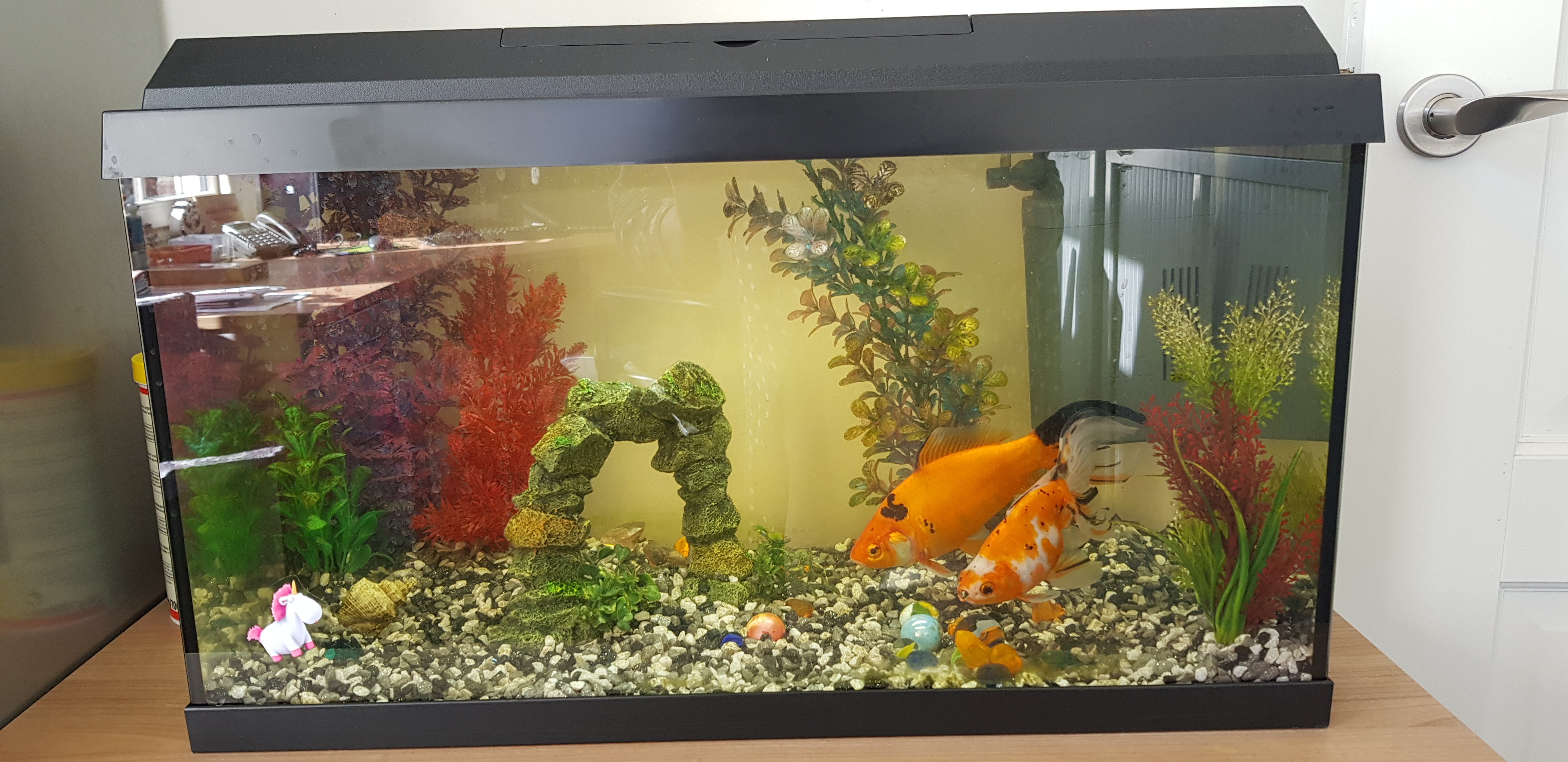 combineren onvergeeflijk sensatie Is mijn 65 liter aquarium te klein voor 2 goudvissen? - GoeieVraag