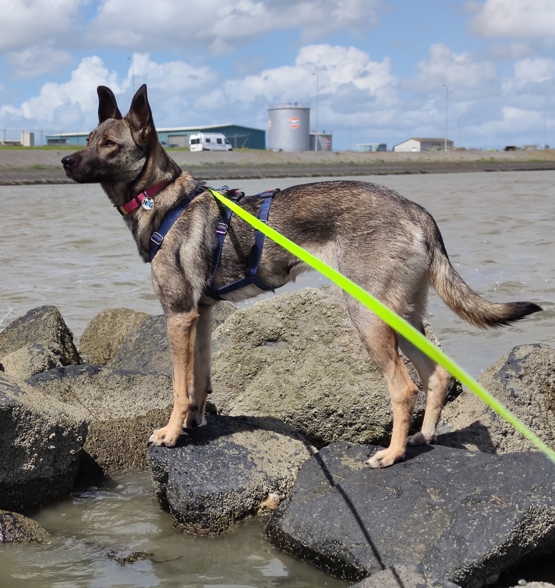 Waarom eet mijn hond al van pup af aan slecht? GoeieVraag