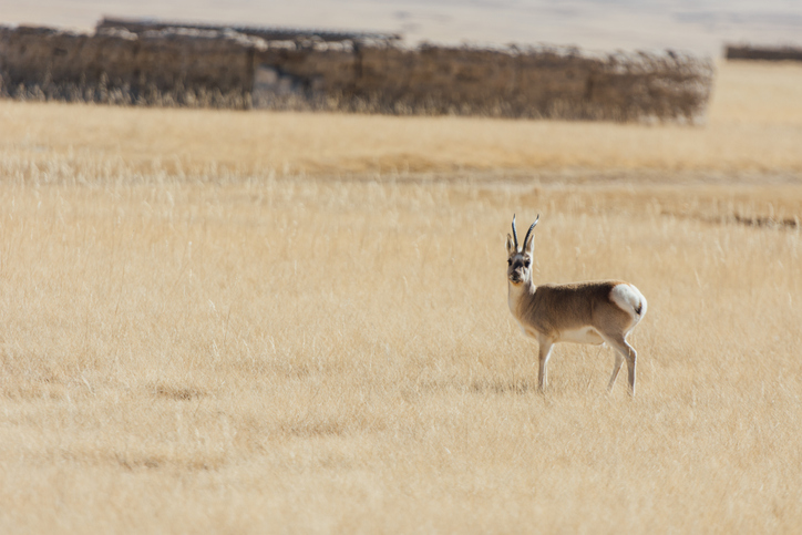 Pantholops-hodgsonii-antilope