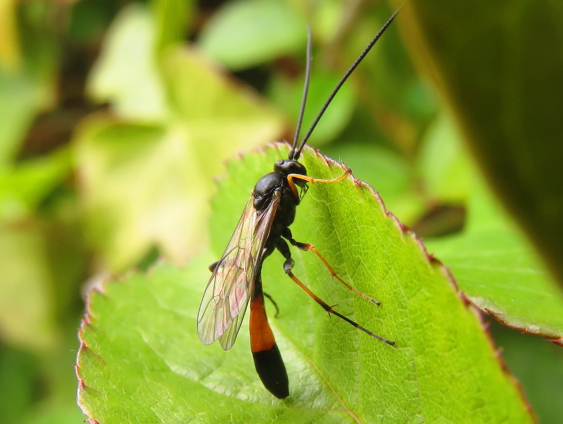 `Hoe heet dit insect? - GoeieVraag