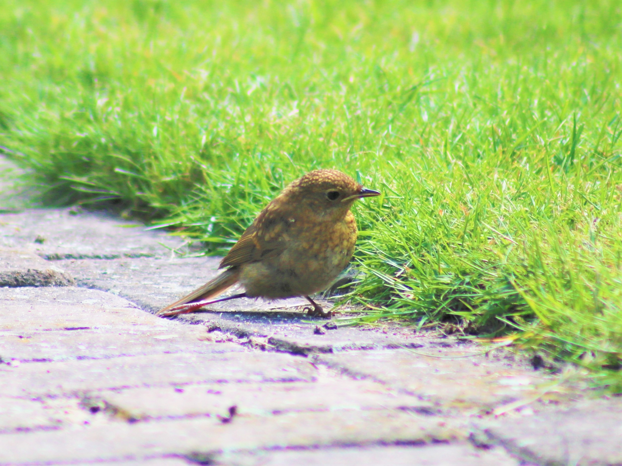 Wat is dit voor vogel? - GoeieVraag