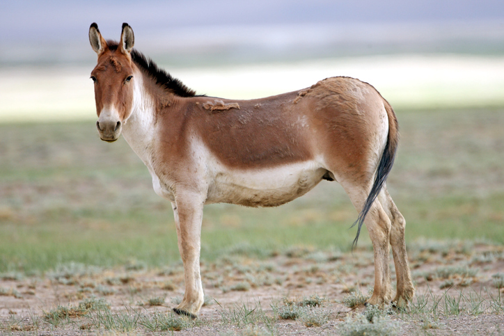 Equus-Kiang