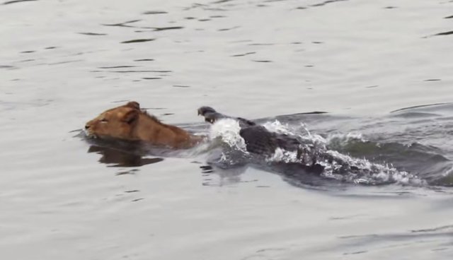 welk dier eet leeuwen? - GoeieVraag