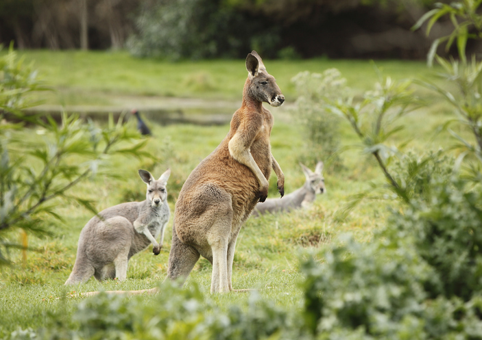 Macropus-rufus