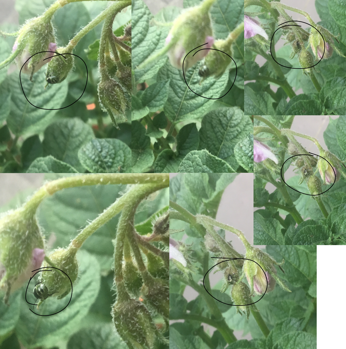 Welk insect is dit? GoeieVraag