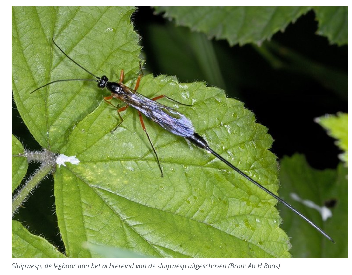 Wat voor insect is dit en kan het steken? - GoeieVraag
