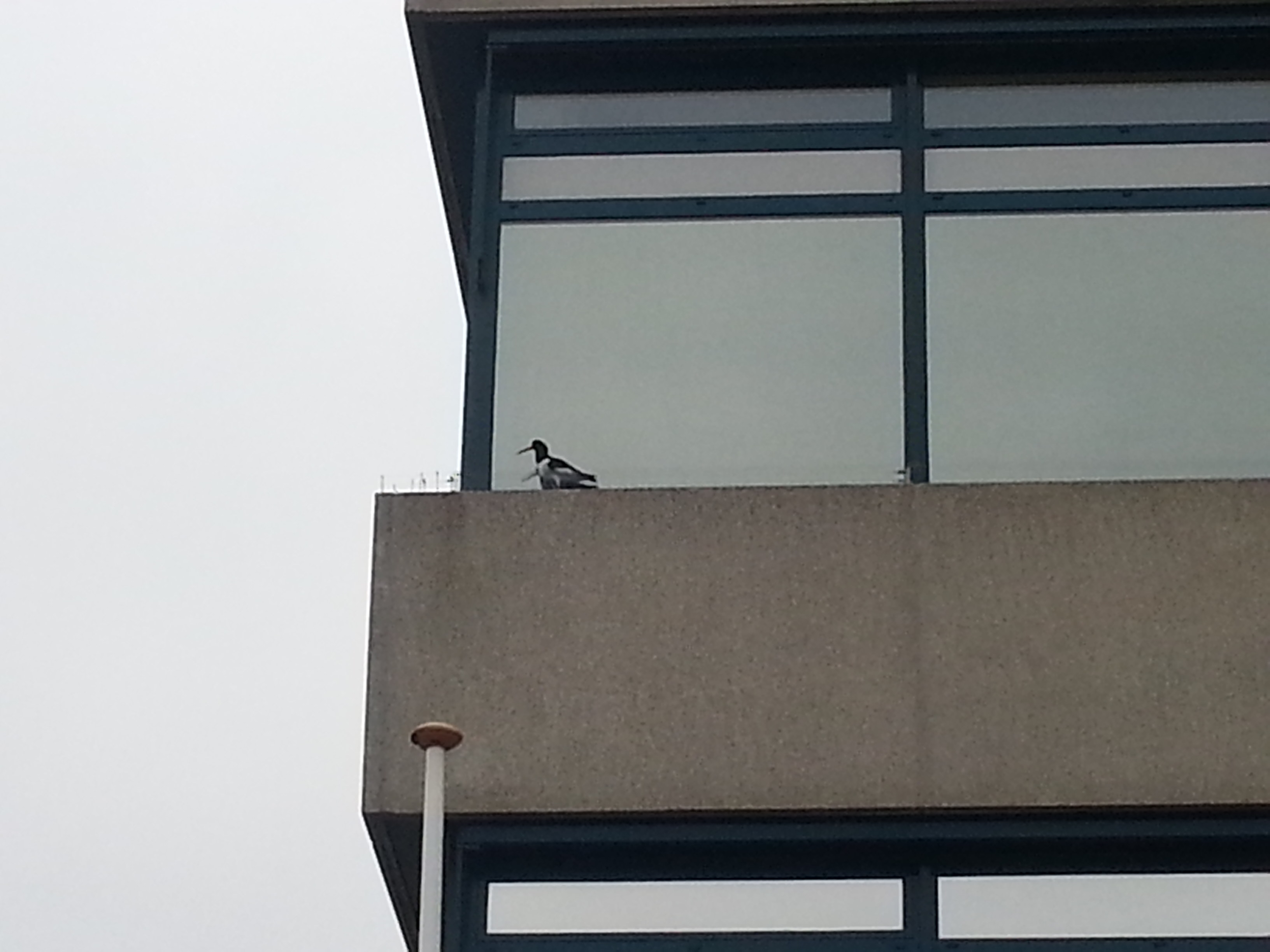 Welke vogel is dit, zwart met wit en oranje snavel? - GoeieVraag