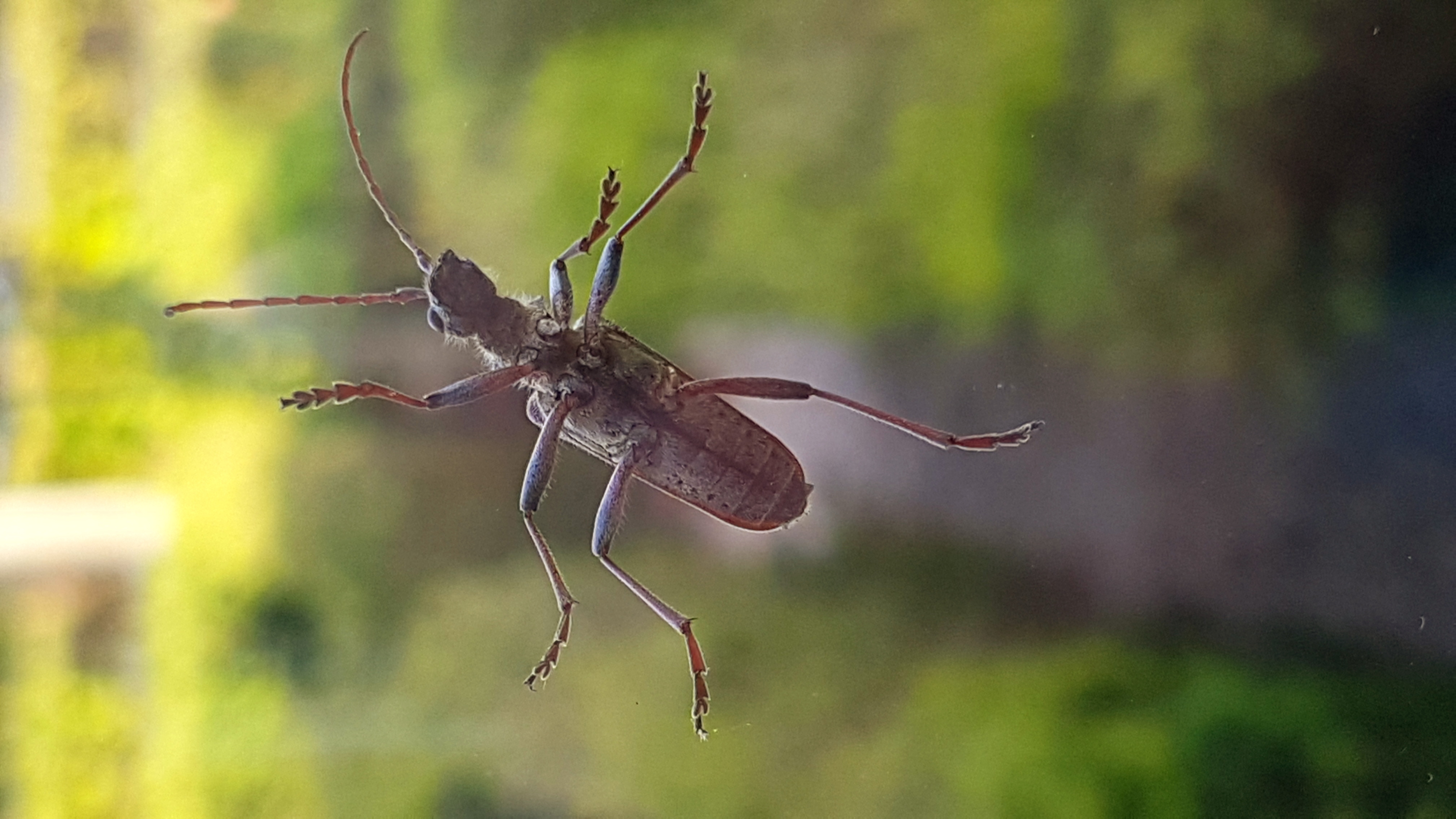 Wat voor een insect is dit? - GoeieVraag