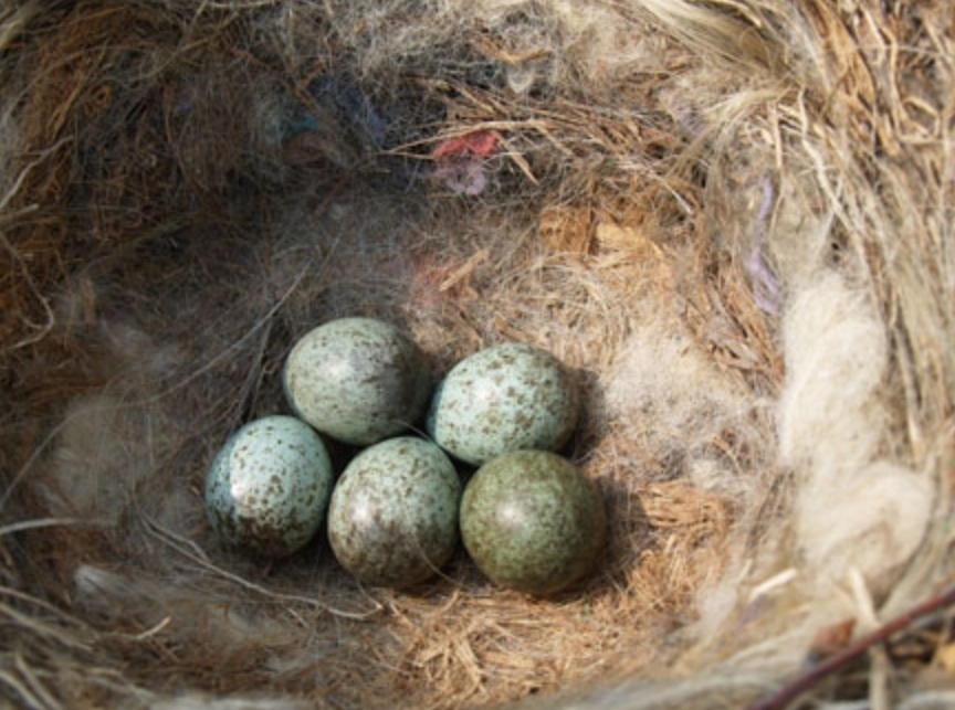 Prijs markering Ongeautoriseerd van welke vogel zou dit nest en deze eieren kunnen zijn? - GoeieVraag