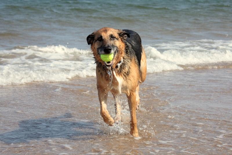 Wees tevreden sessie zonlicht Honden vakantie startpagina, vakantie met hond in vakantiehuis