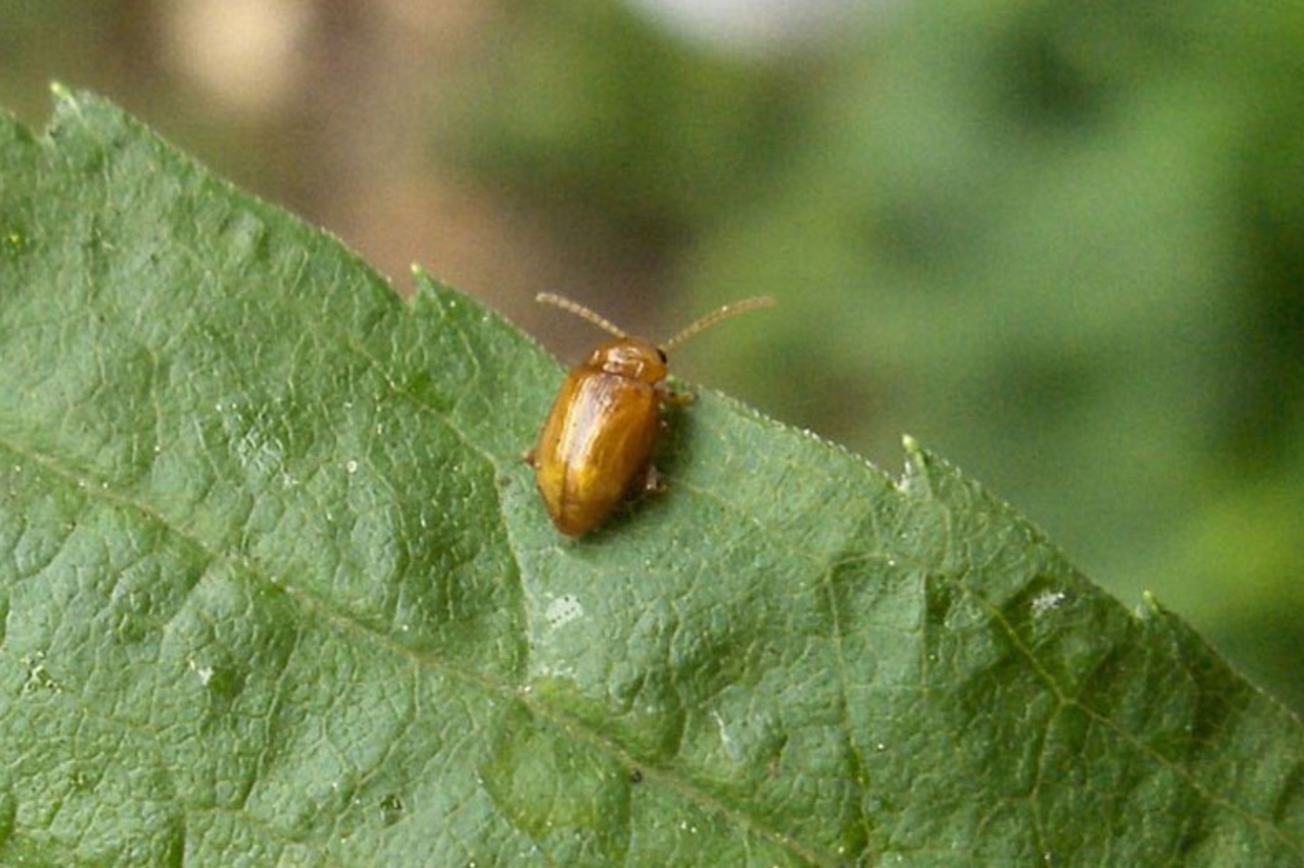 Welk diertje is dit en hoe kom ik er vanaf? - GoeieVraag