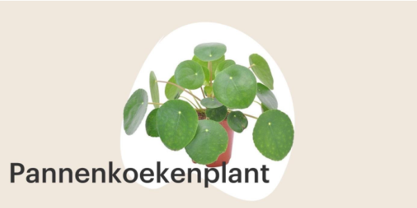 Pannenkoekenplant