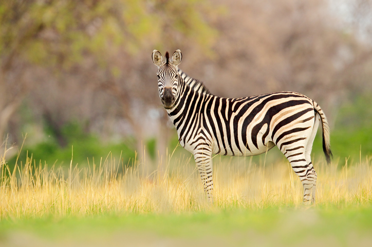 Equus-burchellii-zebra