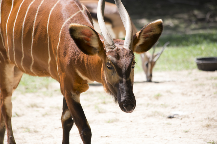 Tragelaphus-eurycerus-bongo