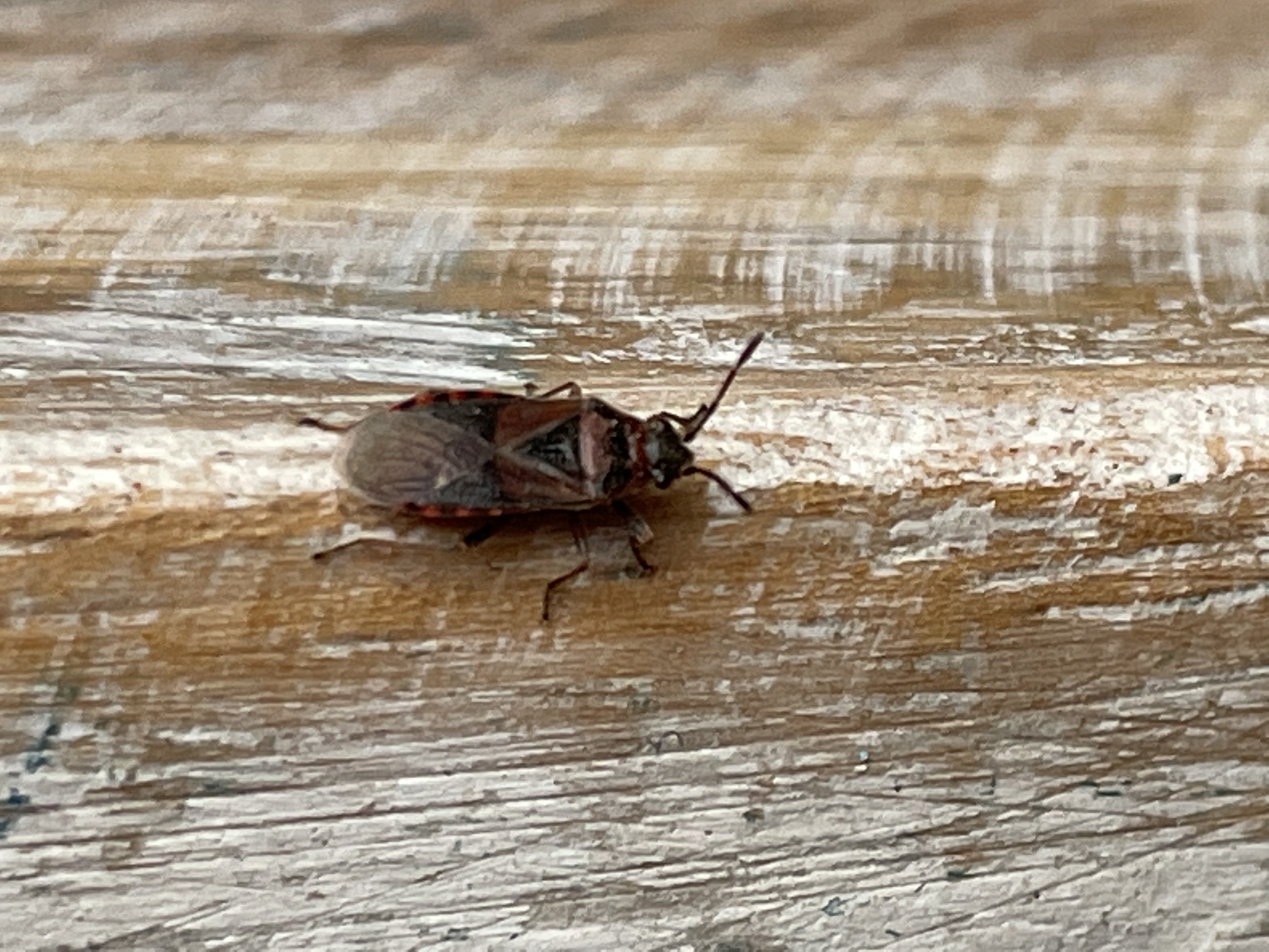 Weet iemand wat voor insect dit is? - GoeieVraag