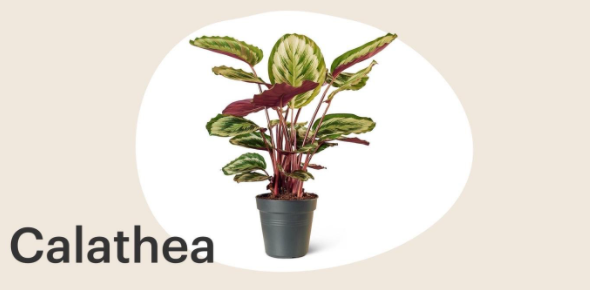 Calathea-kamerplant