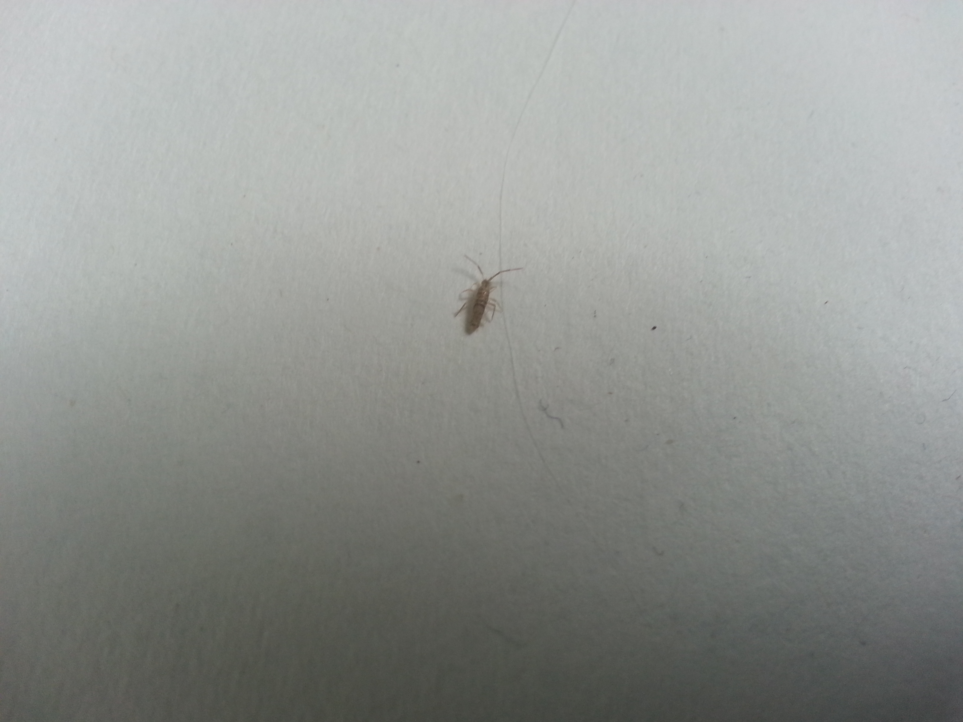 Welk insect is dit? GoeieVraag