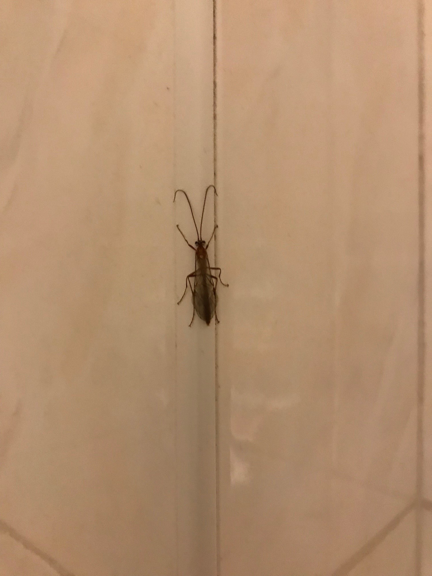 Wat is dit voor een beest? - GoeieVraag