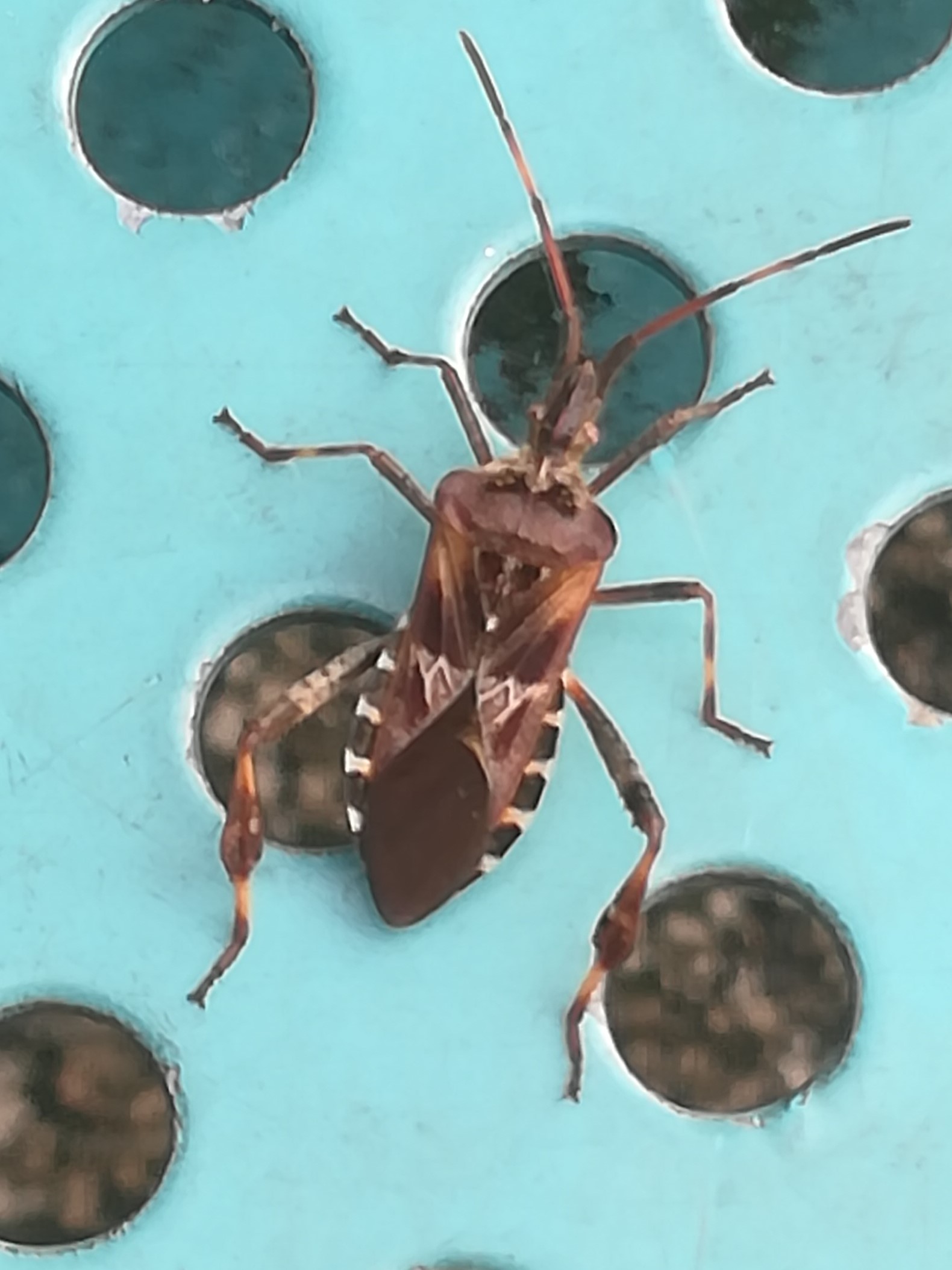 Welk insect is dit? GoeieVraag