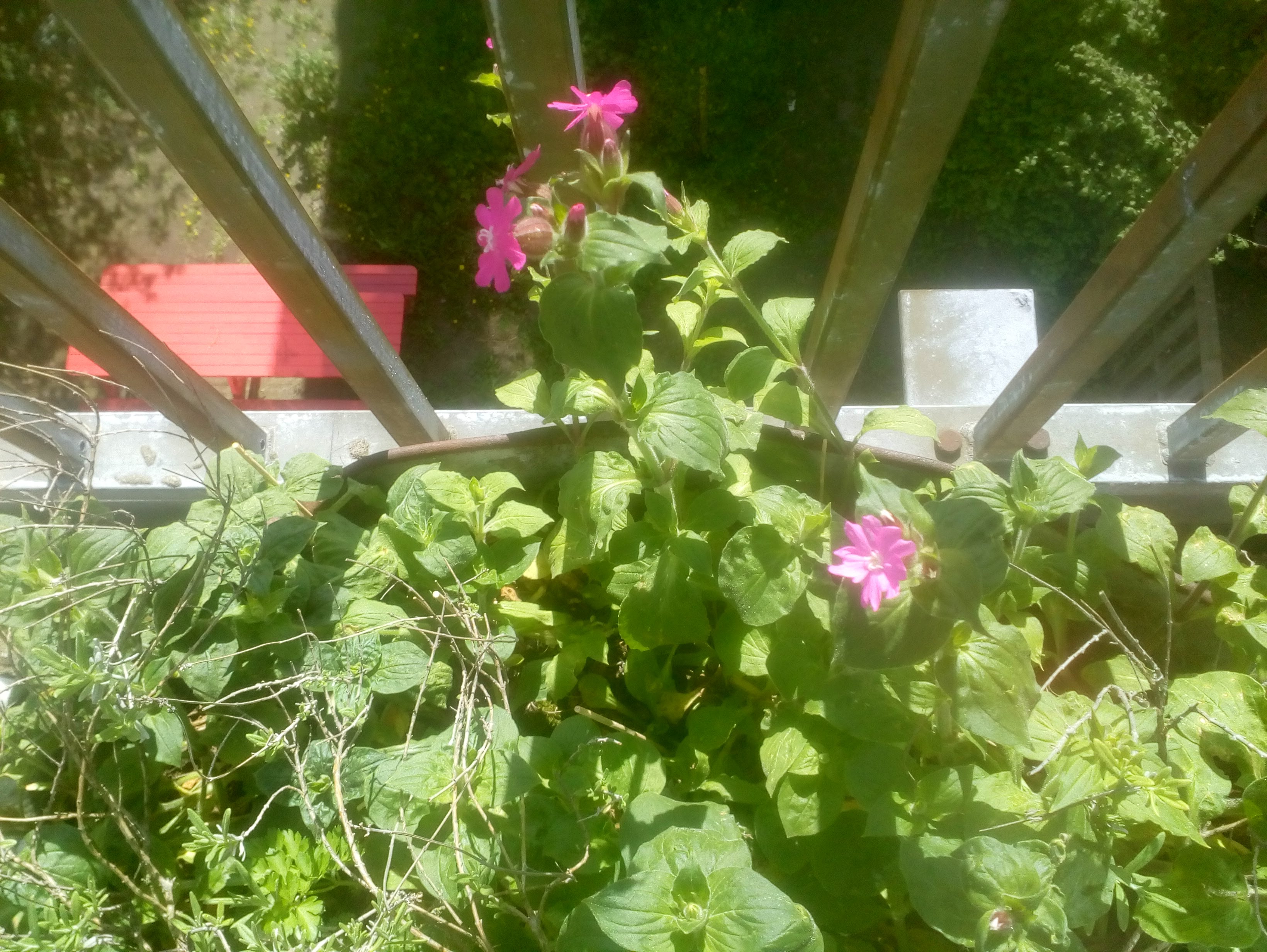Welke bloem is dit? - GoeieVraag