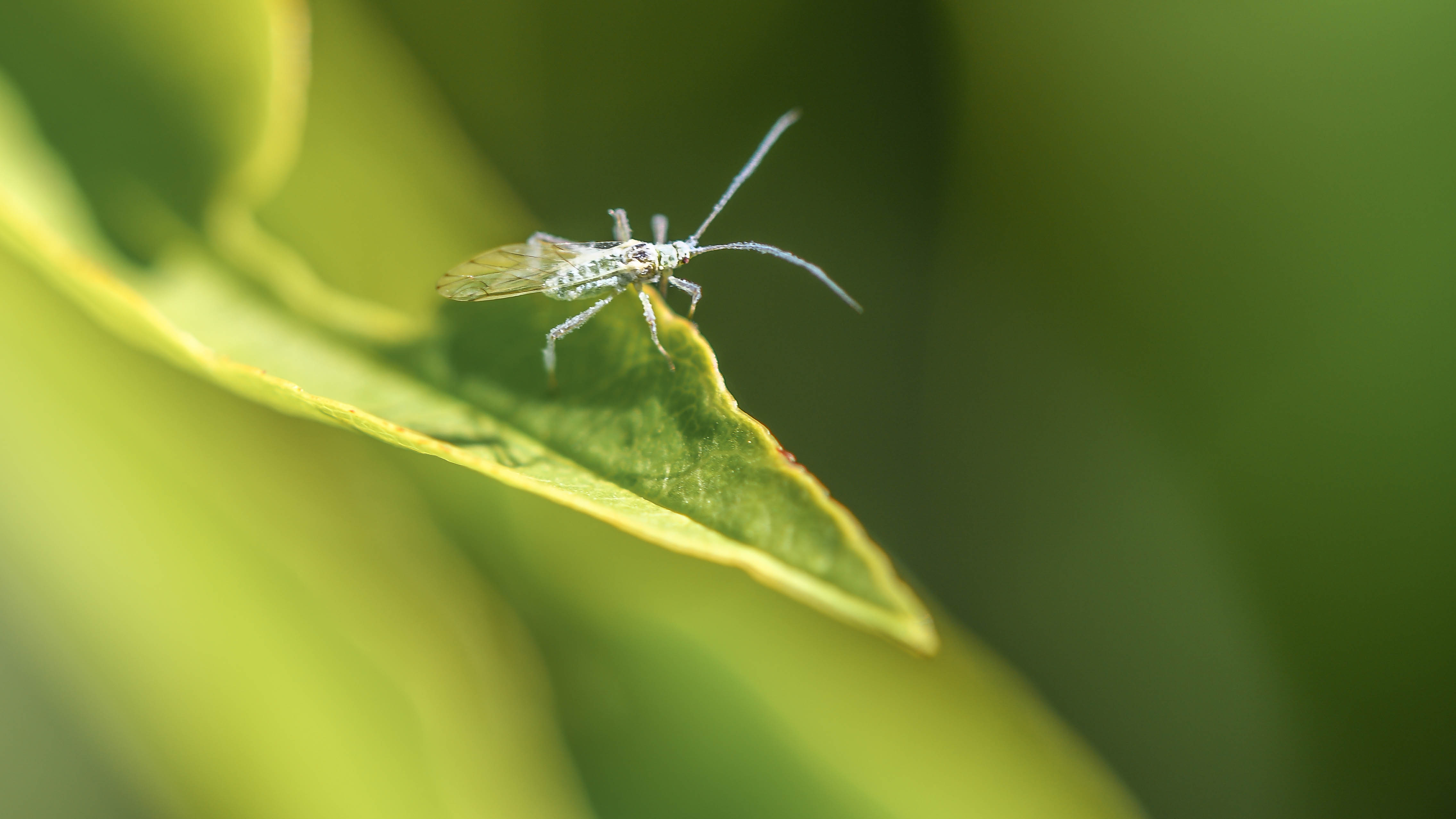 Wat voor vlieg/insect is dit? - GoeieVraag